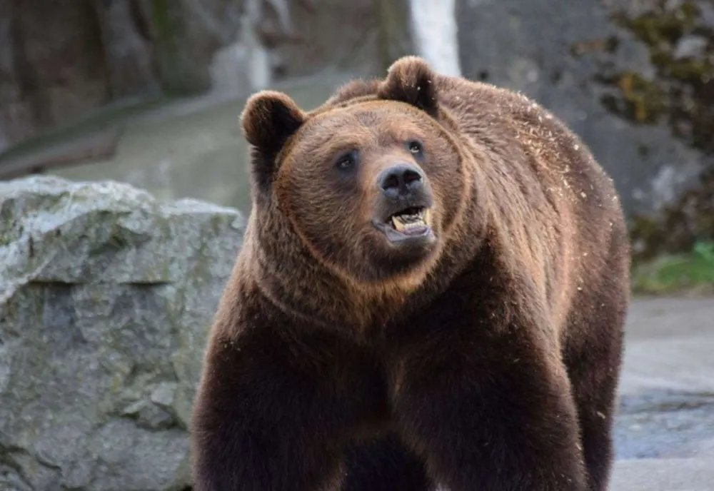 Alertă de urs în zona pădurii Șopa din Șelimbăr, județul Sibiu. Autoritățile au emis un mesaj RO-Alert
