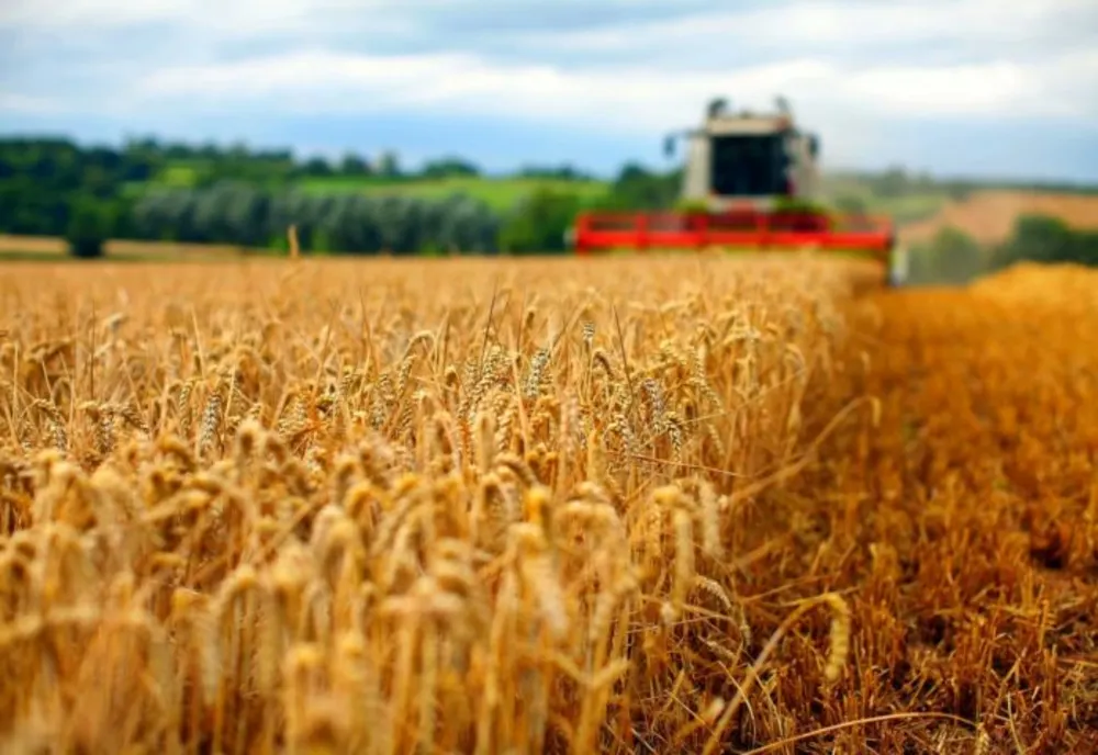 Valul de căldură reduce recoltele în Europa și amenință prețurile alimentelor