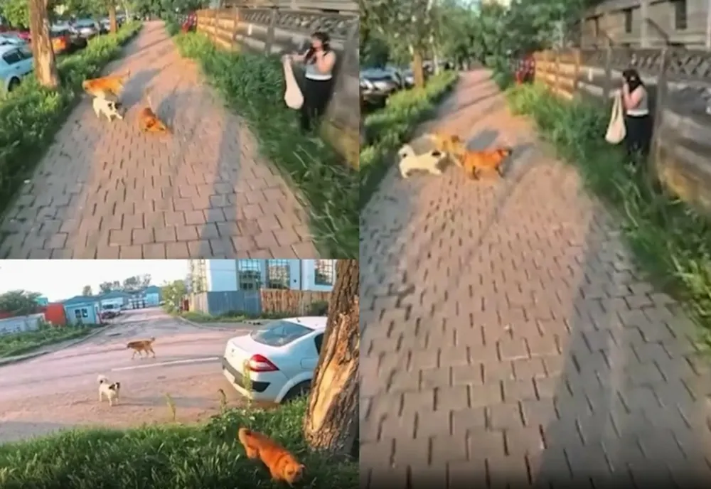 Scene de groază pe o stradă din Iași: femeie atacată de câini. Un adolescent de 17 ani a sărit să o salveze