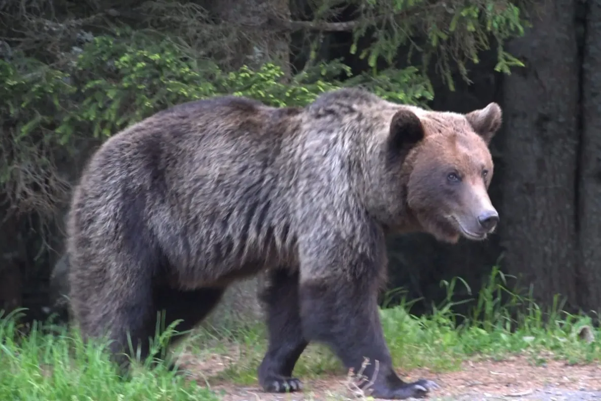 Bovine atacate de urs, la Bichigiu. A fost emis mesaj RO-ALERT