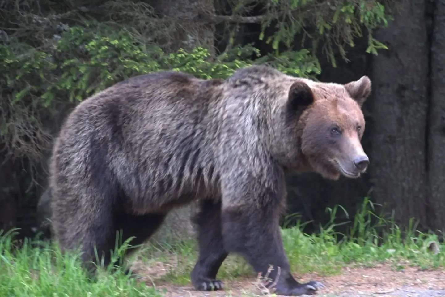 Urs semnalat în Baia Mare. Autoritățile au emis RO-ALERT