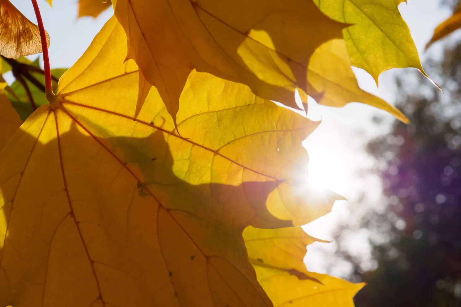ANM: temperaturi sub media climatologică în toată România până pe 16 noiembrie