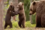 Președintele nu este de acord cu legea urșilor. Nicușor Dan o retrimite în Parlament pentru modificări