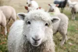 Fermierii disperați cer ajutor și măsuri de urgență de la Comisia Europeană
