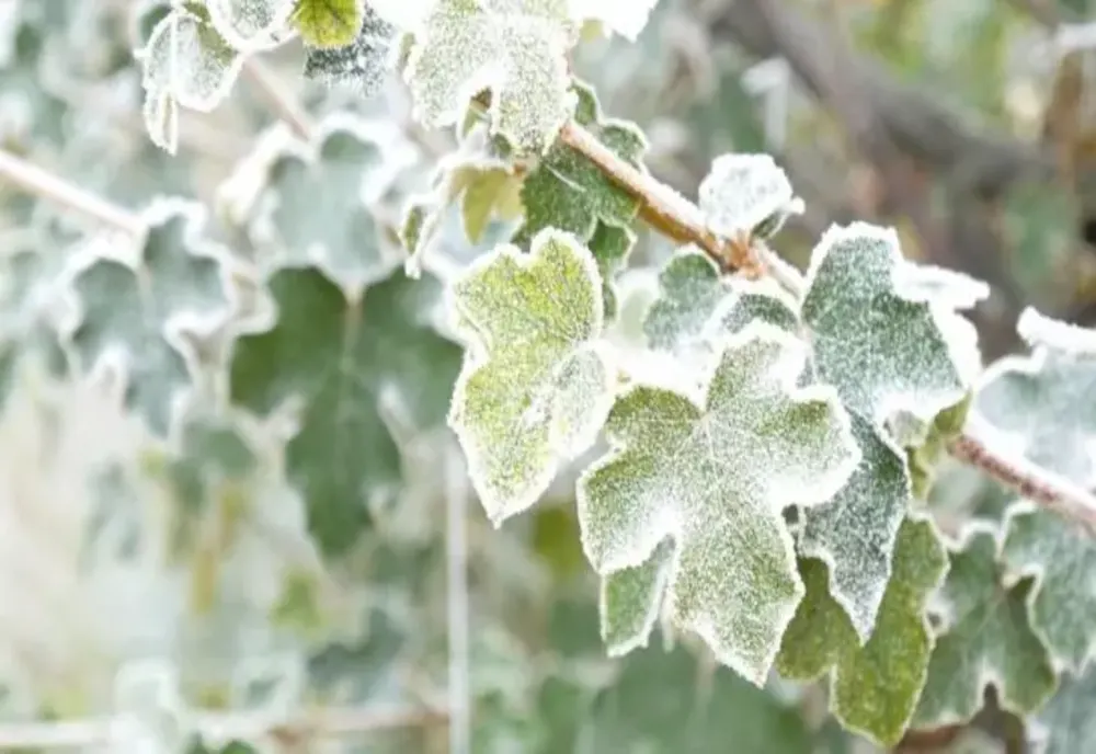 AER POLAR PESTE ROMÂNIA. PROGNOZA METEO PE O LUNĂ