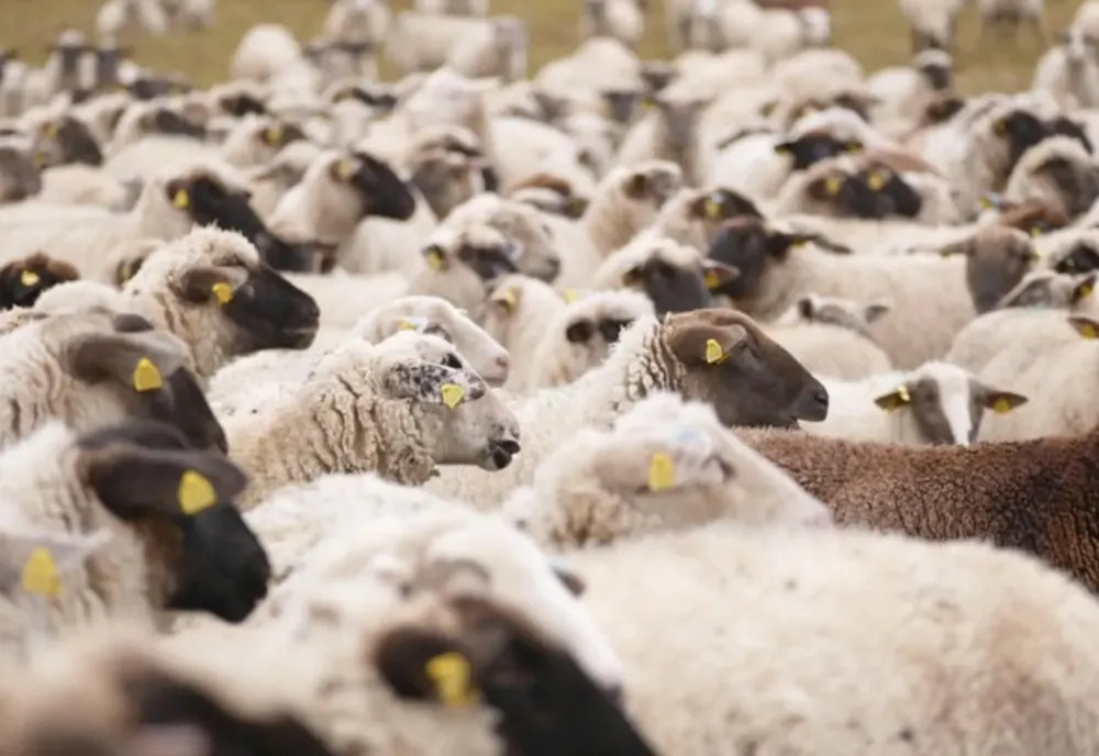 Lovitură pentru fermieri! Vaccinarea oilor riscă să închidă piața europeană pentru România