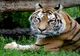 Un bărbat a murit după ce a fost atacat de un tigru într-un parc zoologic din Marea Britanie