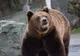 Peste 380 de alerte RO-Alert din cauza urșilor. Măsura luată de localnicii din Harghita