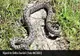 Viperele și urșii au început să coboare direct pe poteci. Avertismentul Salvamont