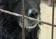 Cruzime fără margini în Olt. Doi indivizi sunt cercetaţi după ce au legat un câine de un copac și l-au lăsat să moară