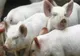 Avertisment ANSVSA pentru fermieri și stăpânii de animale: ce trebuie să facă în zilele de caniculă