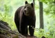 UN CANADIAN A FOST ATACAT DE UN URS ÎN MASIVUL POSTĂVARUL