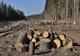Fost pădurar obligat să plătească peste 1,24 milioane de lei. În cantonul său lipseau mii de arbori