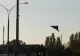Drona care a ținut Tulcea în alertă a zburat 20 de minute deasupra apelor României. Au fost ridicate două F-16