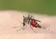 Simptomele infecției cu virusul West Nile care nu trebuie ignorate